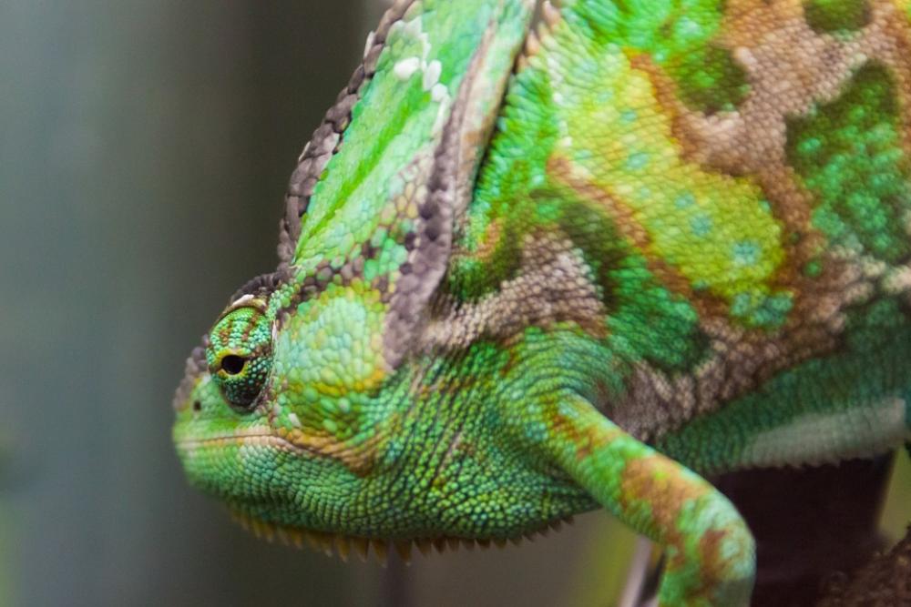 Green Chameleon Reptile Animal Camouflage Wild Green Chameleon Reptile Animal Camouflage Wild