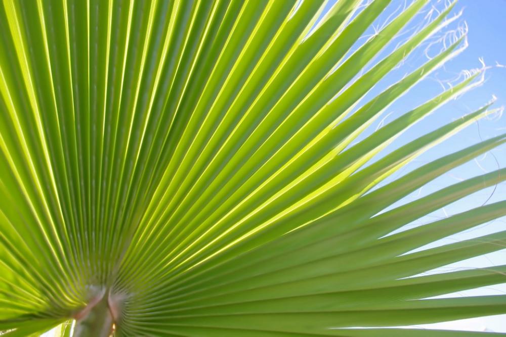 Green Fan Leaf Large Big Sunlight Blue Sky Green Fan Leaf Large Big Sunlight Blue Sky