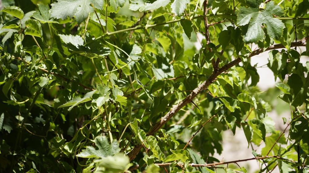 Green Nature Leaves Green Nature Leaves