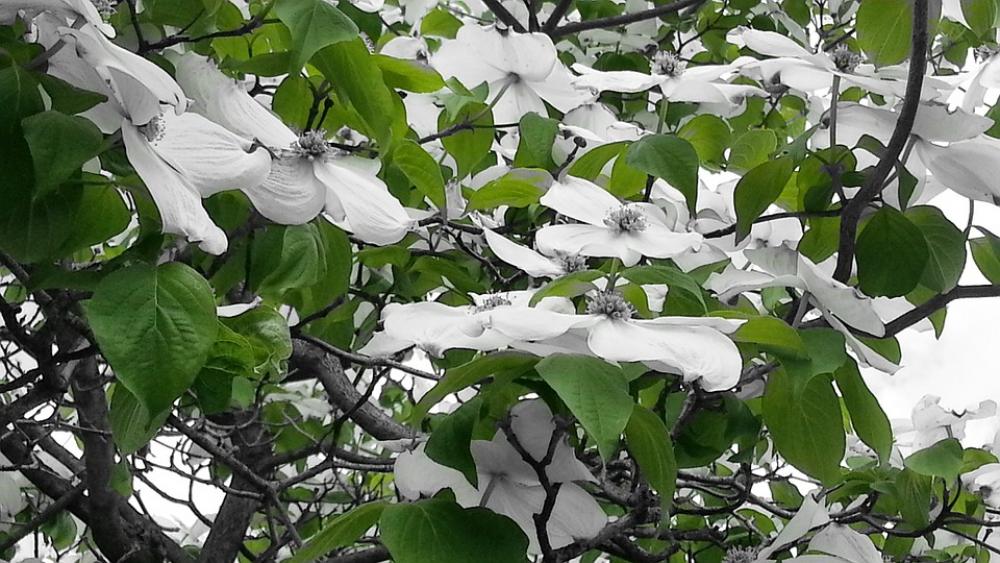 Green White Flowers Close-Up Flowers Simple Spring Green White Flowers Close-Up Flowers Simple Spring