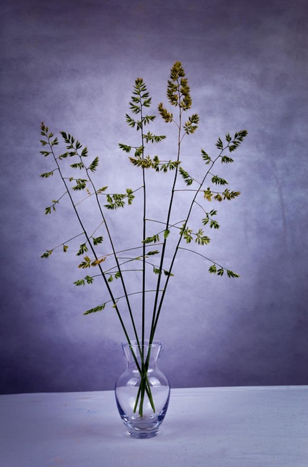 Green Vase Plant Conservation Life Field Summer Green Vase Plant Conservation Life Field Summer