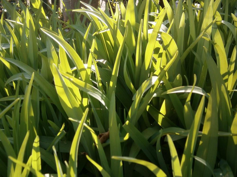 Green Leaves Plant Flora Nature Green Leaves Plant Flora Nature