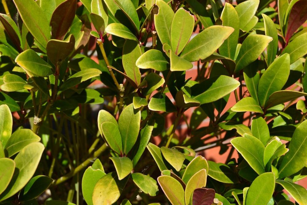 Green Plant Nature Summer Garden Leaves Green Plant Nature Summer Garden Leaves