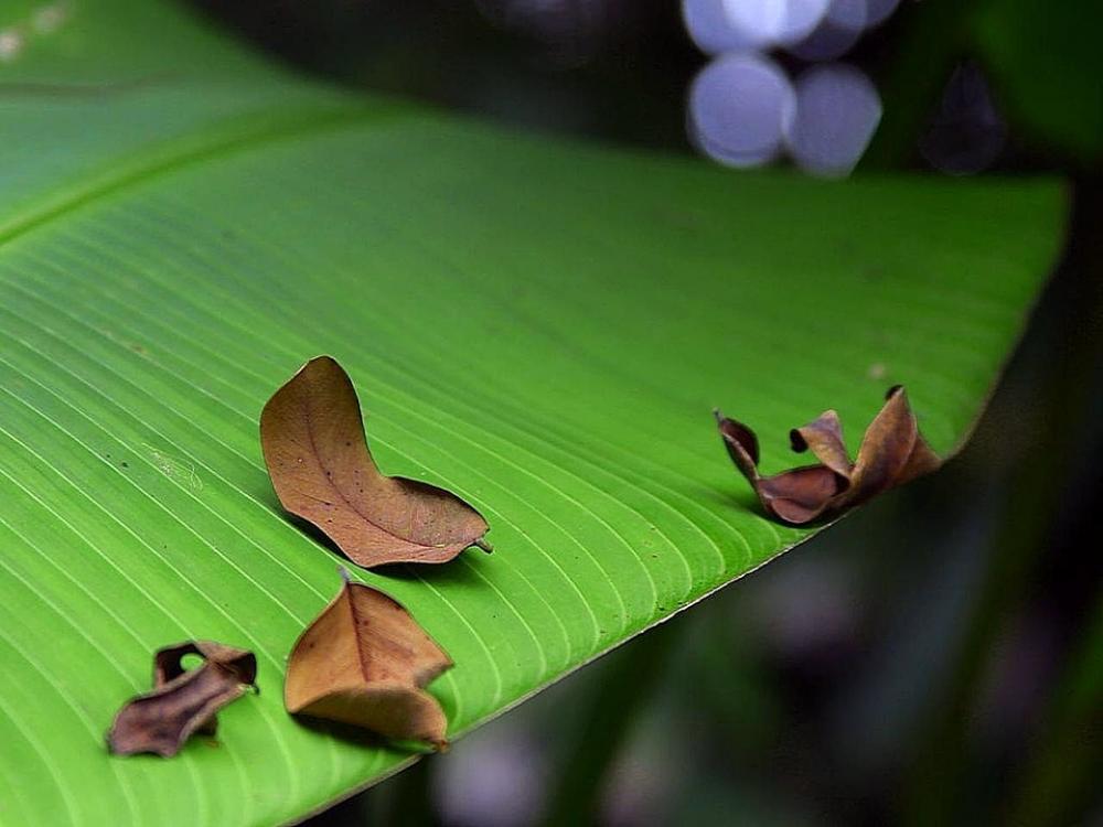 Green Leaf Tree Banana Trees Plants Flora Green Leaf Tree Banana Trees Plants Flora