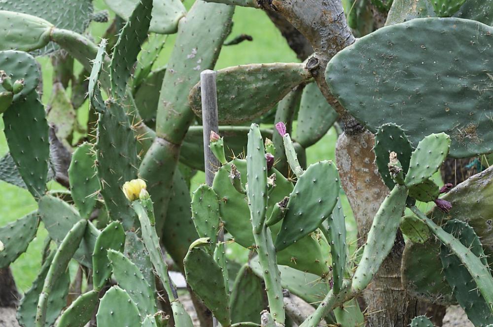 Green Plant Cactus Green Plant Cactus