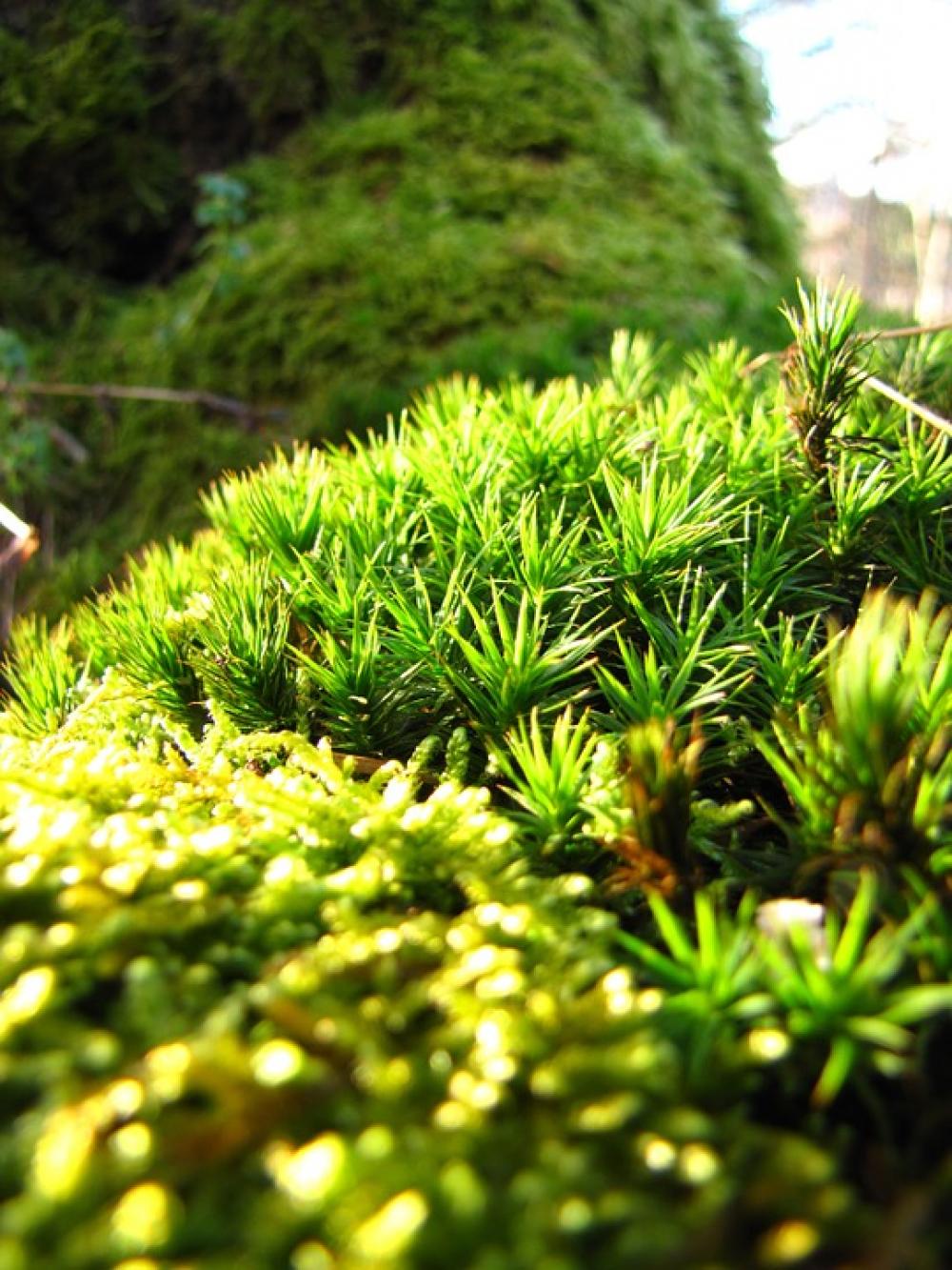 Green Forest Autumn Moss Macro Green Forest Autumn Moss Macro