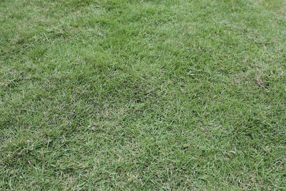 Green Grass Grass Green Plants Leaves Garden Green Grass Grass Green Plants Leaves Garden
