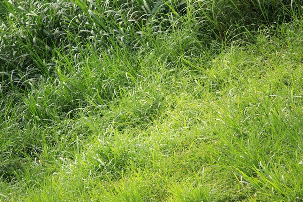 Green Leaves Leaves Pattern Green Leaf Green Leaves Leaves Pattern Green Leaf