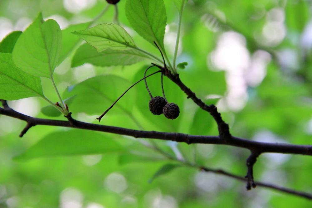 Green Leaves Flower And Fruit Of Malus Fresh Green Leaves Flower And Fruit Of Malus Fresh