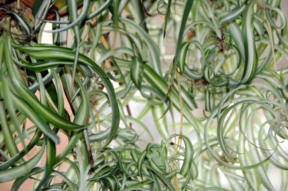 Green Lily Plant Houseplants Green Make The Most Of Green Lily Plant Houseplants Green Make The Most Of