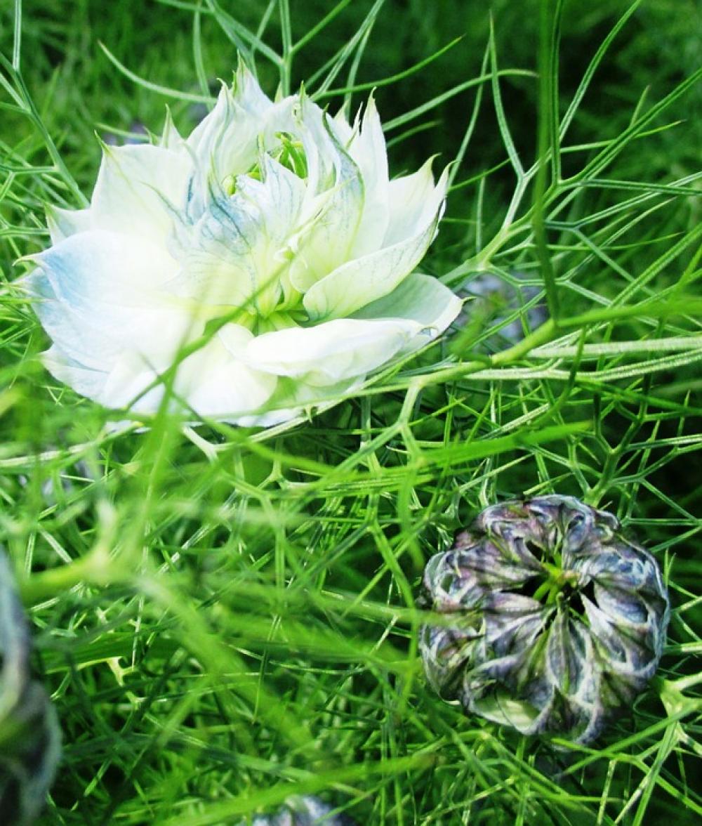 Gretchen In The Bush Blossom Bloom Bud Tender Gretchen In The Bush Blossom Bloom Bud Tender