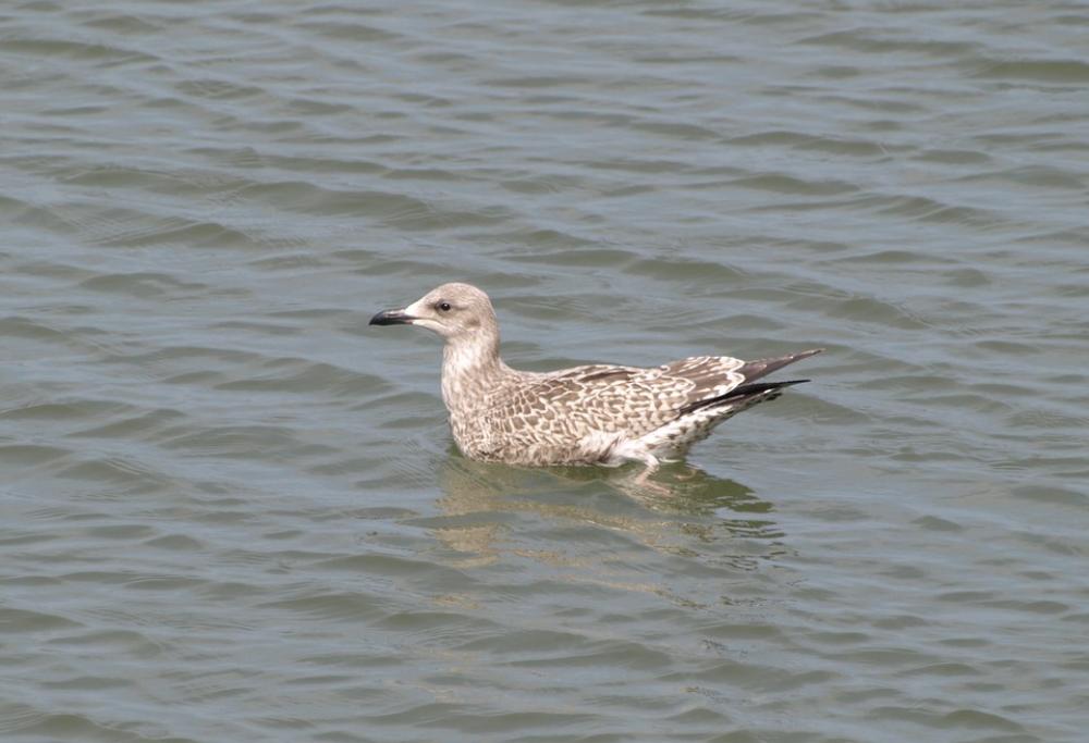 Grey Gull Seagull North Sea Water Sea Bird Grey Gull Seagull North Sea Water Sea Bird