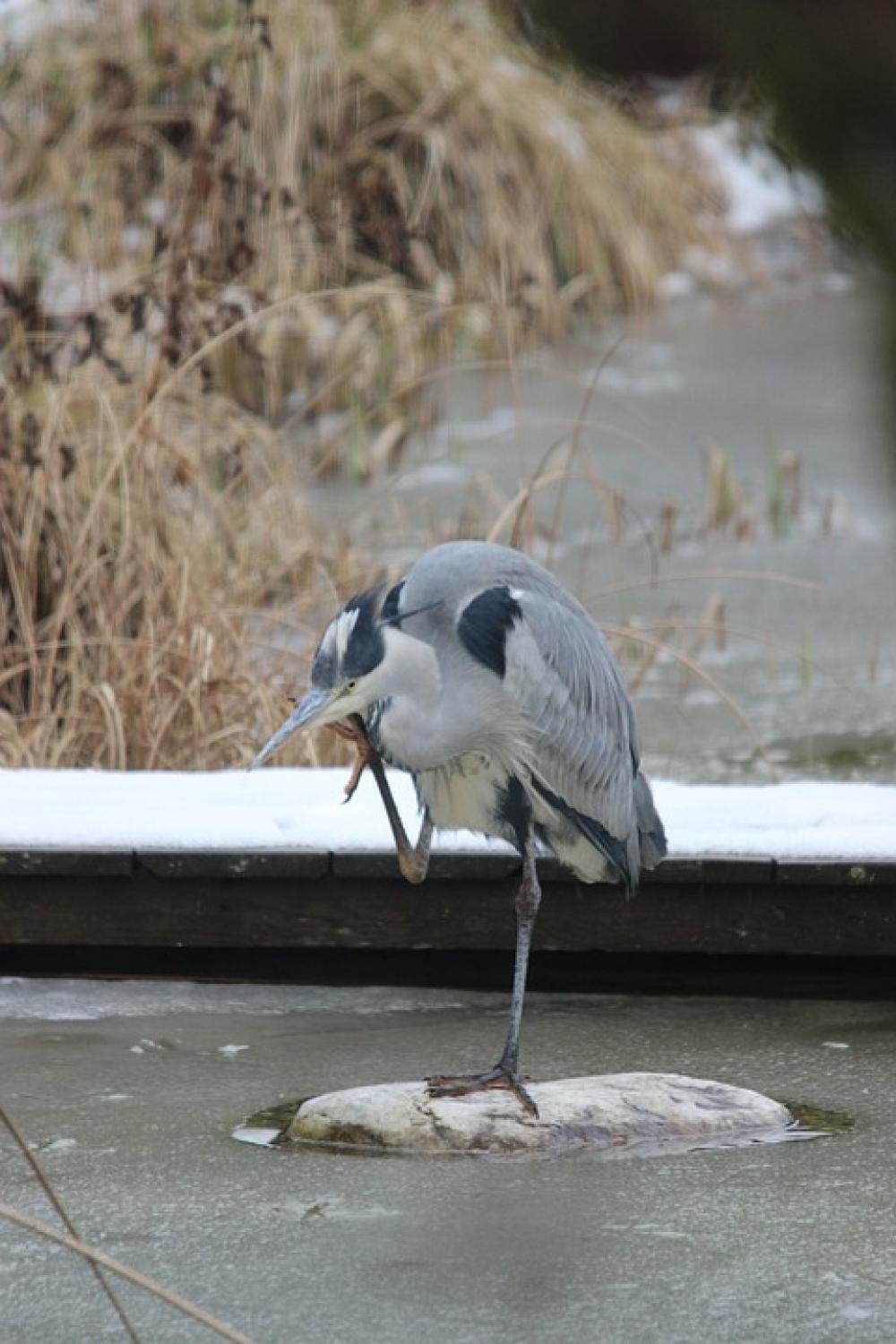 Grey Heron Bird Heron Eastern Plumage Water Grey Heron Bird Heron Eastern Plumage Water