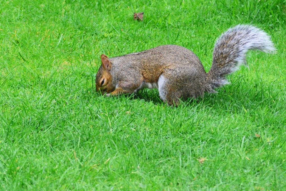 Grey Squirrel Burying Nut Rodent Squirrel Animal Grey Squirrel Burying Nut Rodent Squirrel Animal