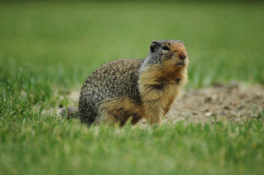 Ground Squirrel Squirrel Grass Wildlife Green Ground Squirrel Squirrel Grass Wildlife Green