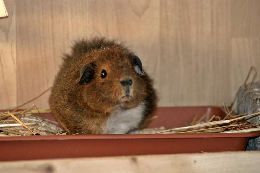 Guinea Pig Josie Rex Guinea Pig Young Fluffy Guinea Pig Josie Rex Guinea Pig Young Fluffy