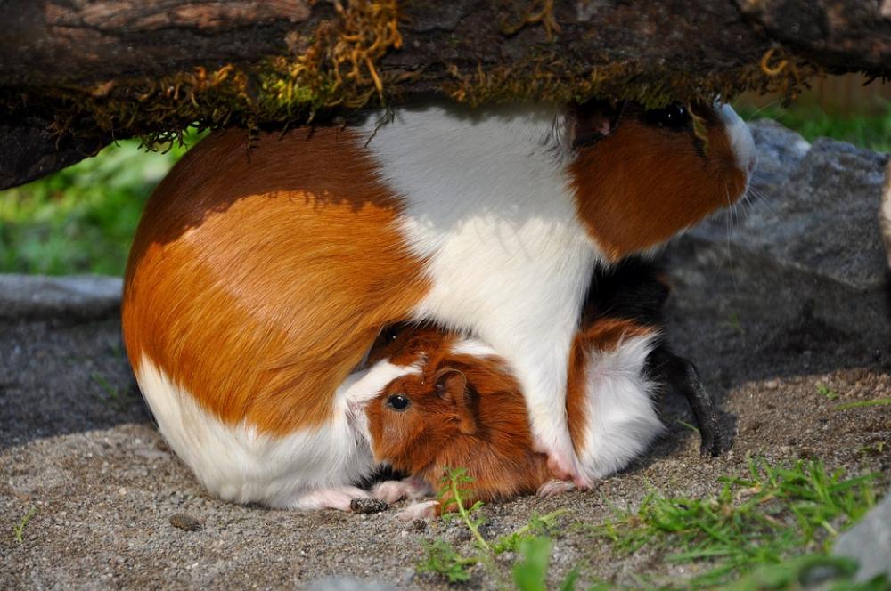 Guinea Pig Pet Nager Guinea Pig Pet Nager