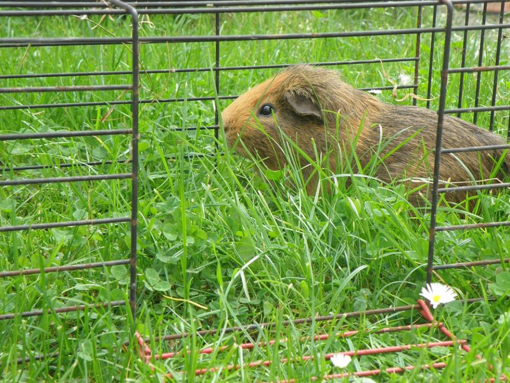Guinea-Pig Male Agouti Red Cage Feast Grass Guinea-Pig Male Agouti Red Cage Feast Grass