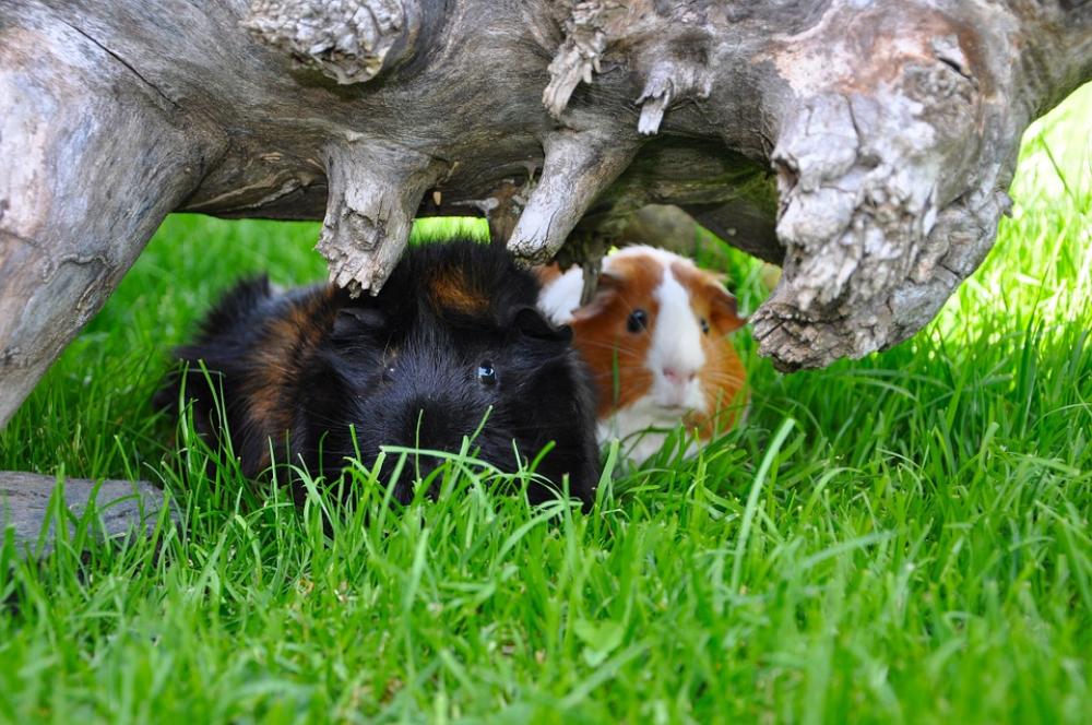 Guinea Pig Grass Nature Cute Pet Animal Rodent Guinea Pig Grass Nature Cute Pet Animal Rodent
