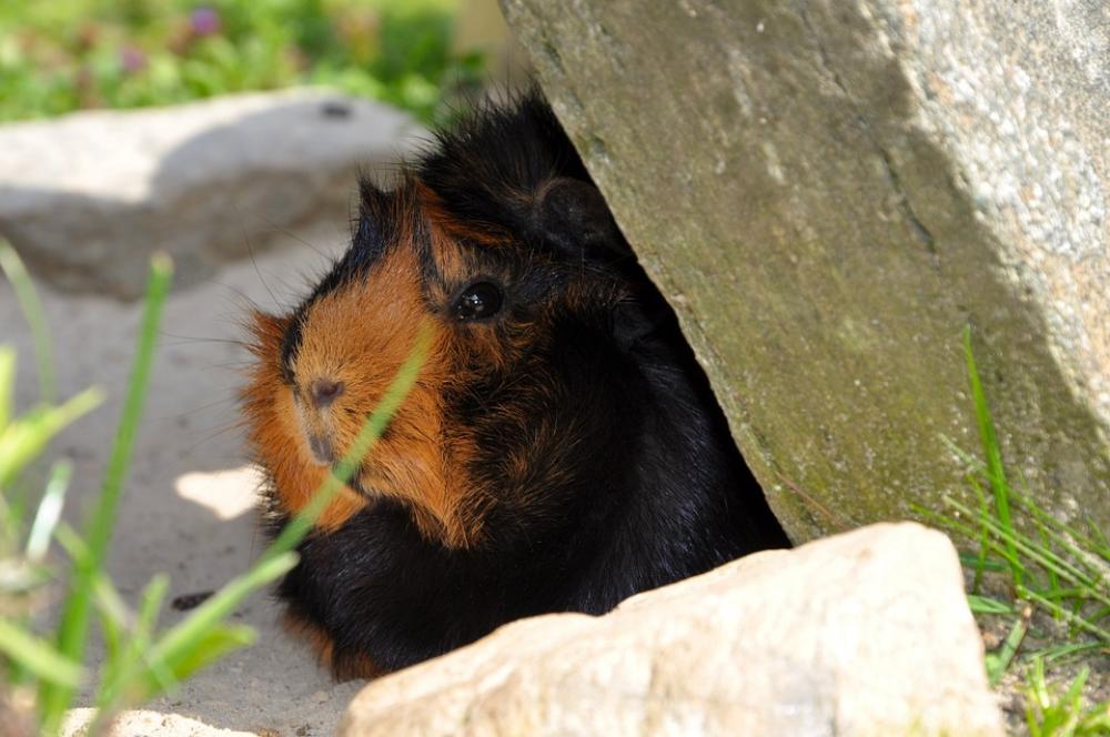Guinea Pig Animal Rodent Nager Meadow Brindle Guinea Pig Animal Rodent Nager Meadow Brindle