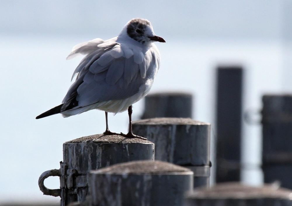 Gull Bird Sitting Lake Lake Constance Water Gulls Gull Bird Sitting Lake Lake Constance Water Gulls