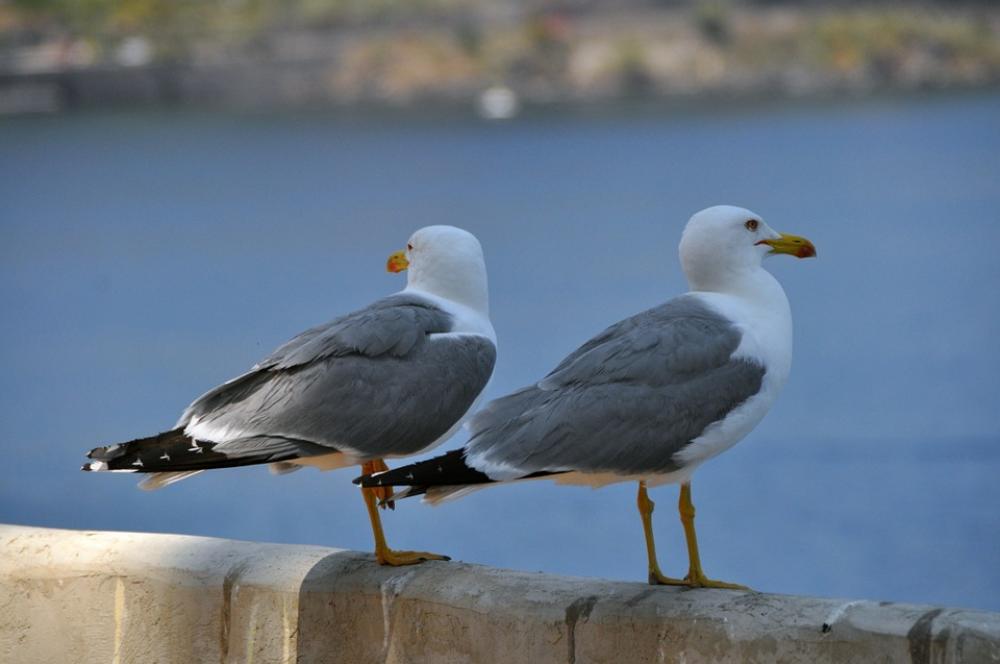 Gulls Birds Bill Gulls Birds Bill