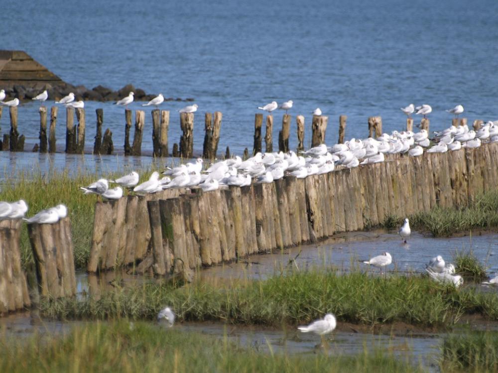 Gulls Wadden Sea Tides North Sea East Frisia Coast Gulls Wadden Sea Tides North Sea East Frisia Coast