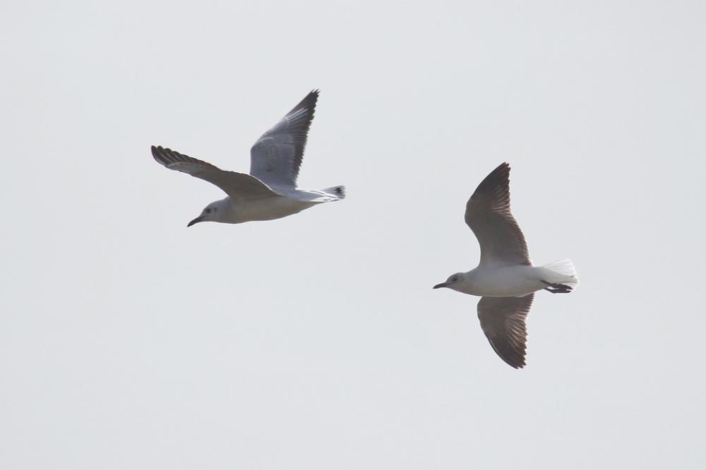 Gulls Flying Sky Gulls Flying Sky