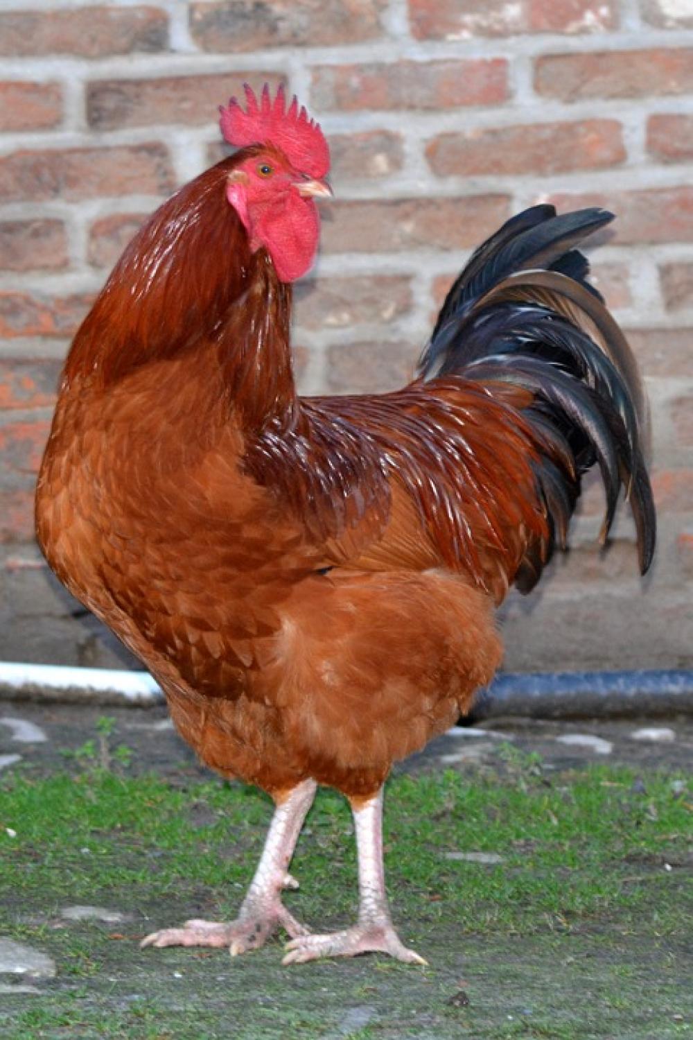 Haan Animal Animals Chicken Farm Haan Animal Animals Chicken Farm