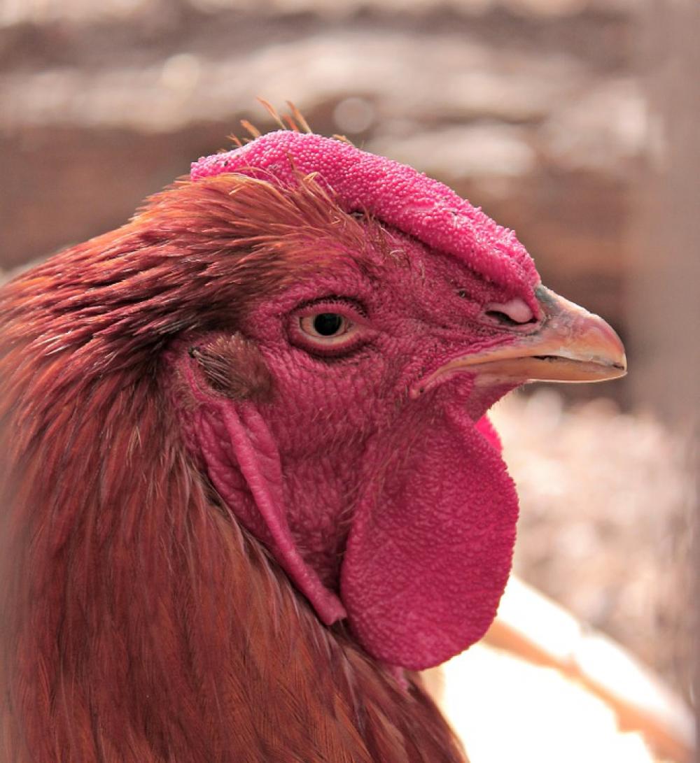 Hahn Bird Poultry Animals Eye Bill Hahn Bird Poultry Animals Eye Bill