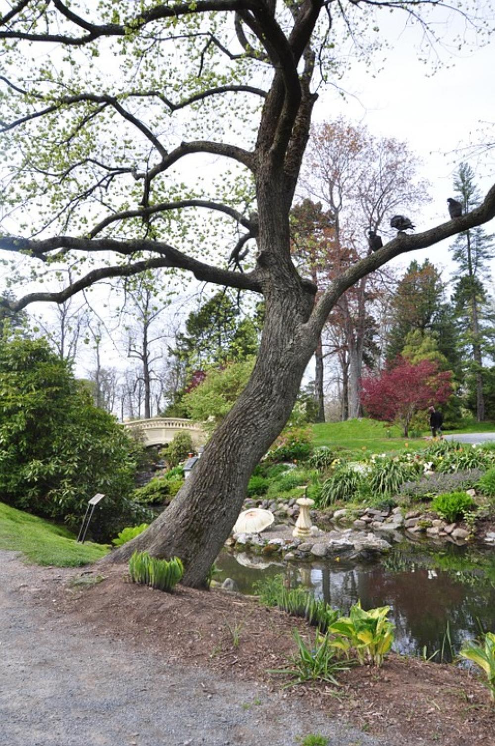Halifax Public Gardens Lake Scenery Park Green Halifax Public Gardens Lake Scenery Park Green