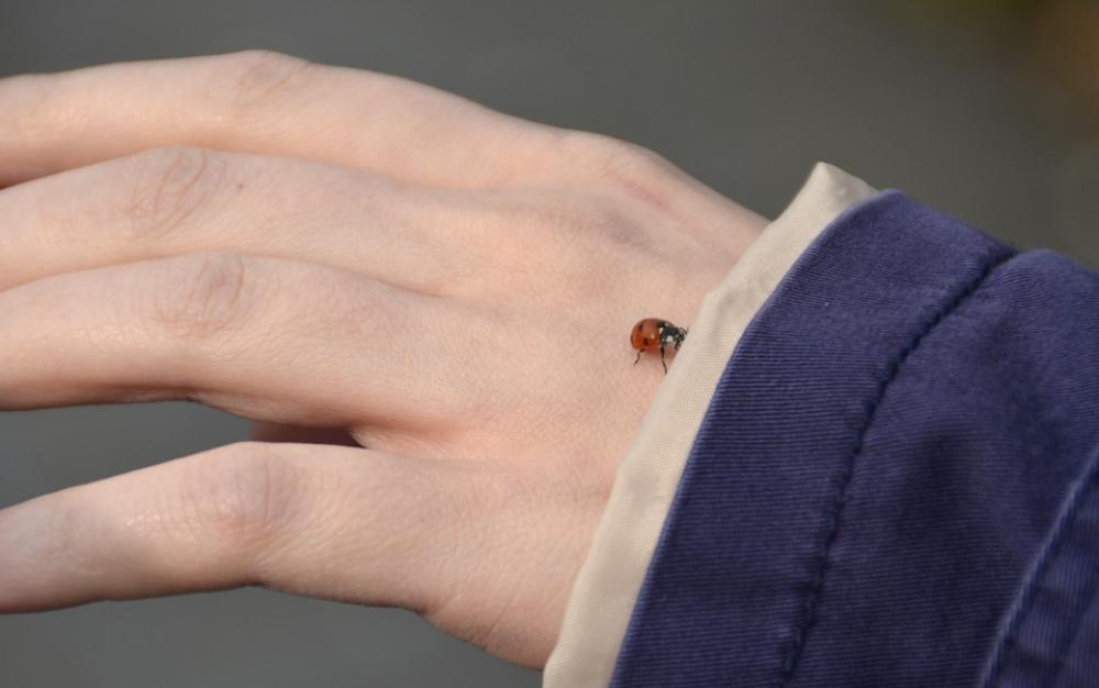 Hand Ladybug Nature Connectedness Hand Ladybug Nature Connectedness