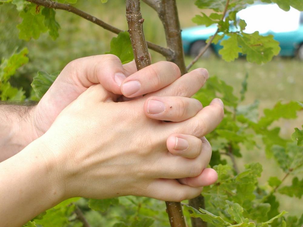 Hands Tree Finger Hands Tree Finger