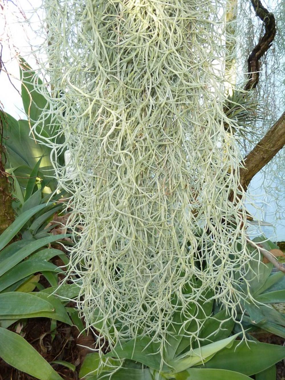 Hanging Plants Natural Nature Green Flora Fauna Hanging Plants Natural Nature Green Flora Fauna