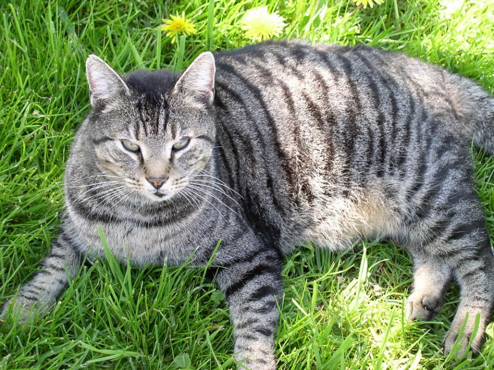 Cat Pet Mackerel Domestic Cat Mieze Animal Nature Cat Pet Mackerel Domestic Cat Mieze Animal Nature