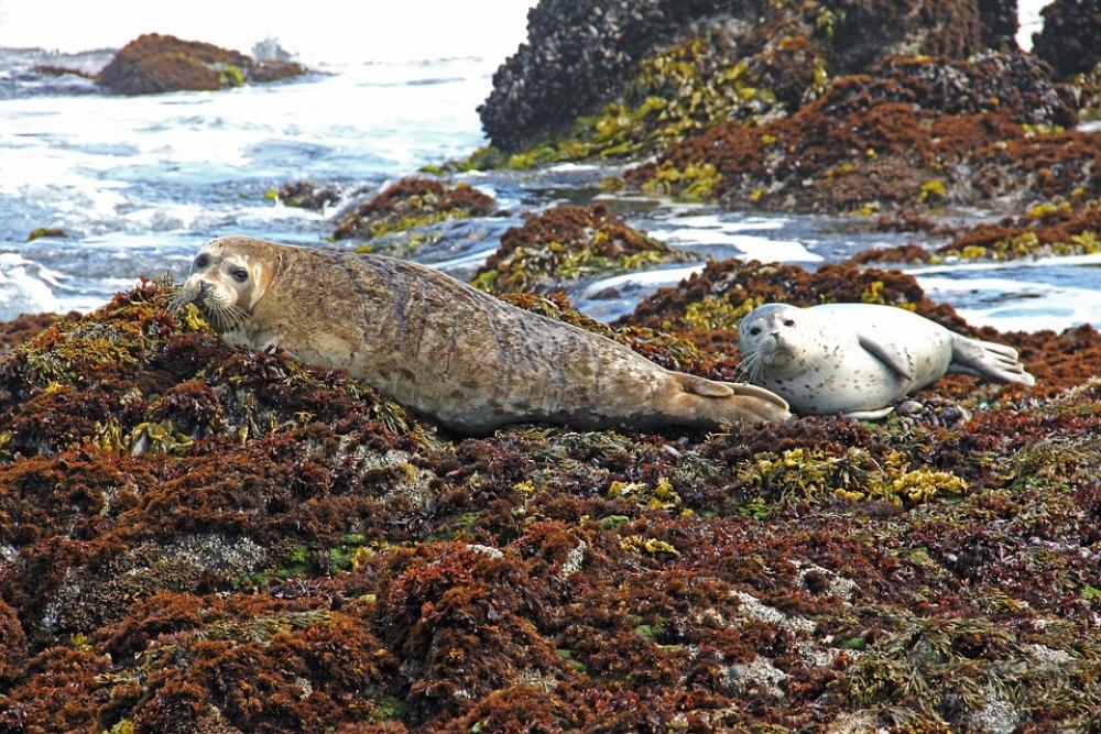Harbor Harbor Seals Seal Seals Coast Water Sea Harbor Harbor Seals Seal Seals Coast Water Sea