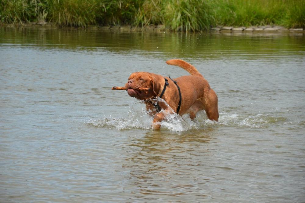 Harley Action Water Playing Stick Pet Dog Harley Action Water Playing Stick Pet Dog