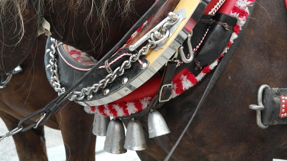 Harness For Horses Horses Reins Animals Ride Harness For Horses Horses Reins Animals Ride