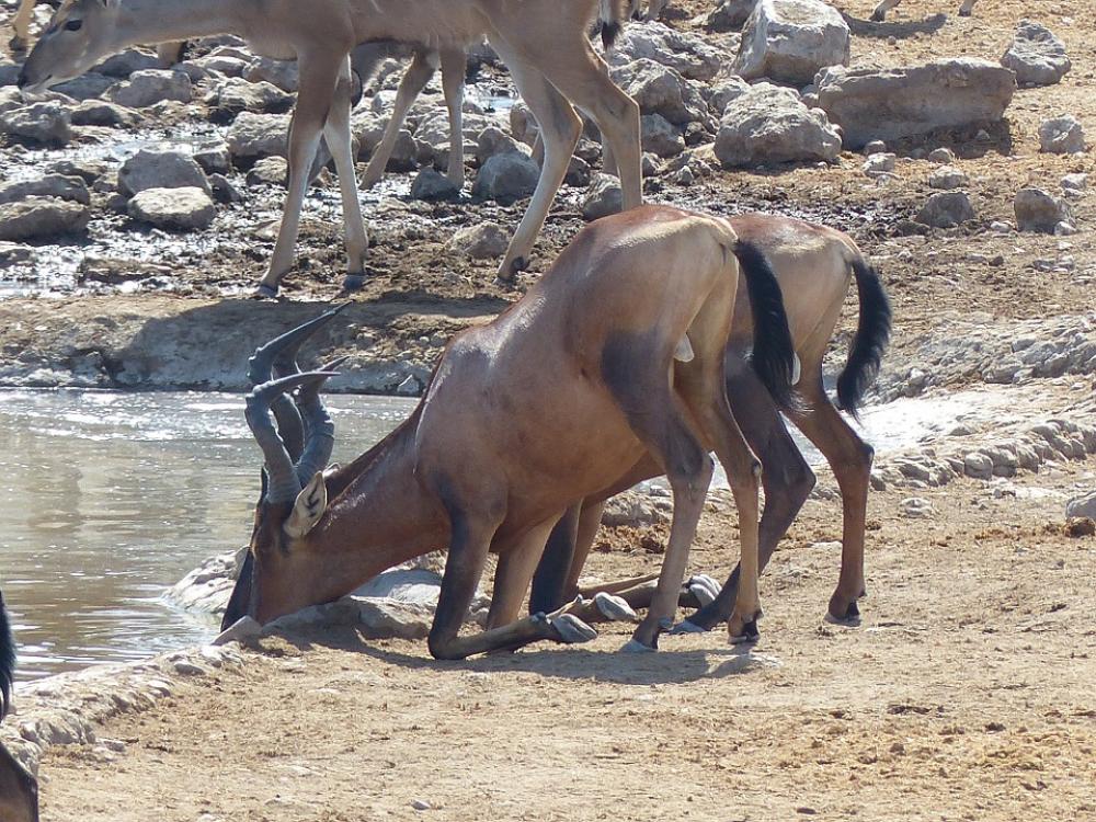 Hartebeest Animal Soak Antelope Water Hole Namibia Hartebeest Animal Soak Antelope Water Hole Namibia