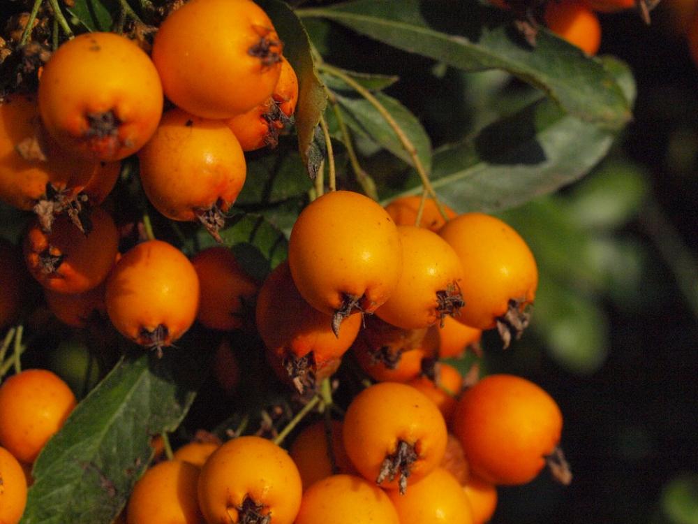 Haw Fruit Fruits Berries Sorbus Orange Haw Fruit Fruits Berries Sorbus Orange