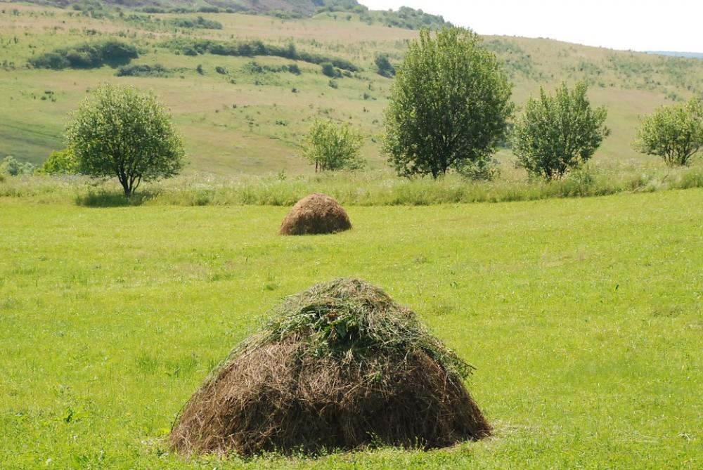 Hay Grass Romania Field Summer Flower Nature Hay Grass Romania Field Summer Flower Nature