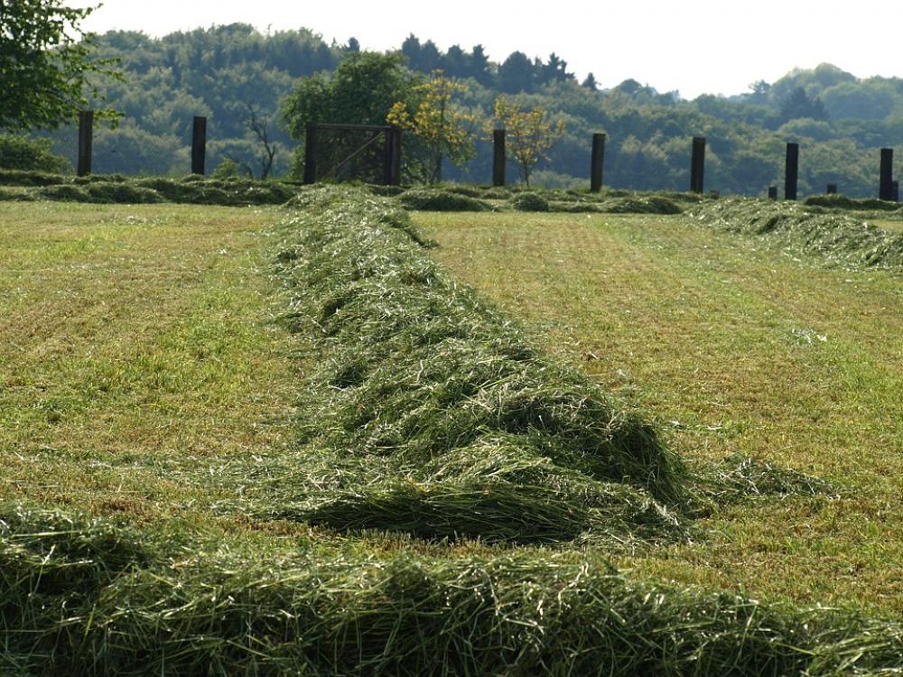 Hay Rows Together Meet Grass Mowed Luftrocknung Hay Rows Together Meet Grass Mowed Luftrocknung