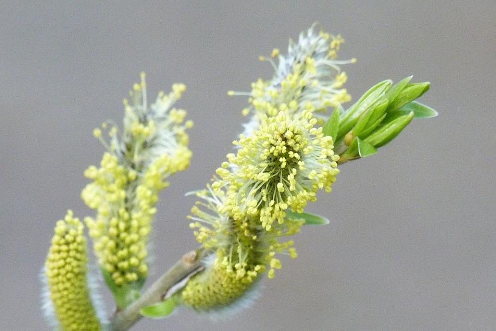 Hazelnut Inflorescence Blossom Bloom Plant Yellow Hazelnut Inflorescence Blossom Bloom Plant Yellow