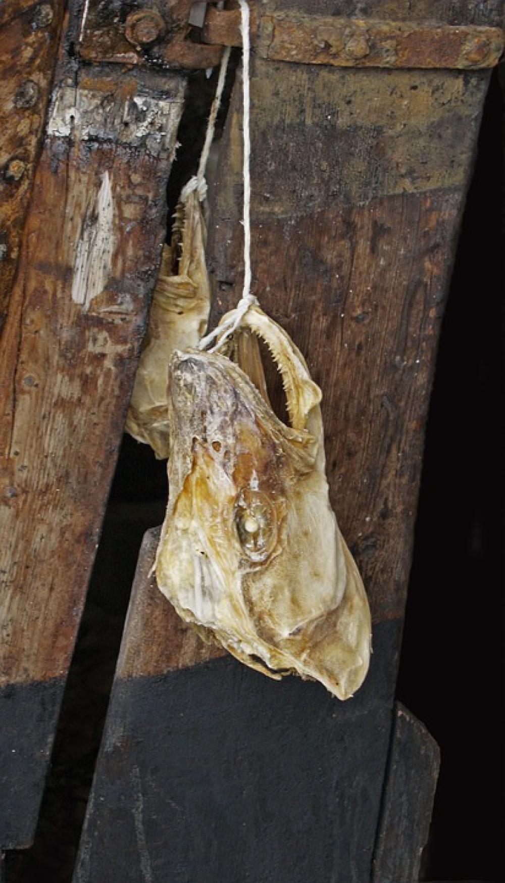 Head Fish Bone Skull Carcass Hanging Macro Head Fish Bone Skull Carcass Hanging Macro