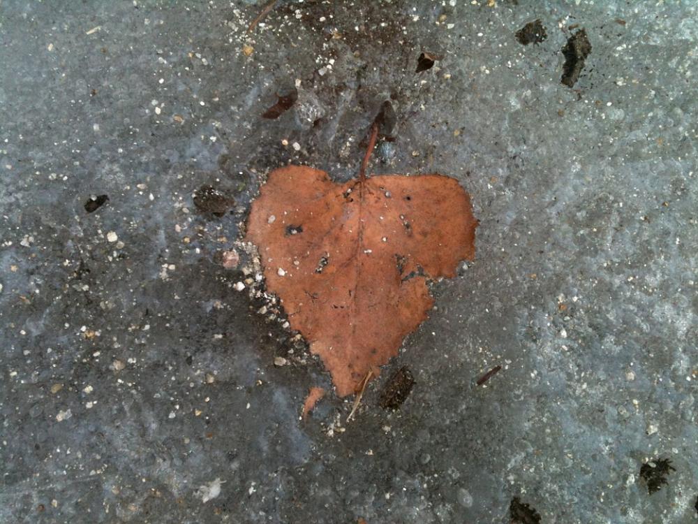Heart Leaf Frozen Cold Heart Relationship Ice Icy Heart Leaf Frozen Cold Heart Relationship Ice Icy