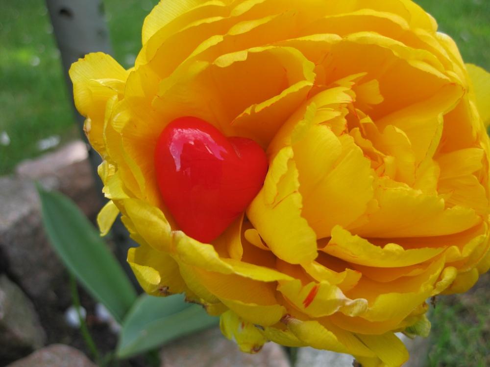 Heart Tulip Decoration Flower Plant Yellow Red Heart Tulip Decoration Flower Plant Yellow Red