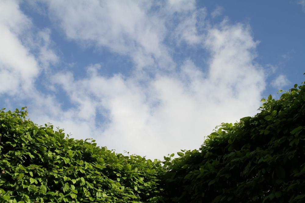 Hedge Sky Gardening Landscape Shrubs Green Plant Hedge Sky Gardening Landscape Shrubs Green Plant