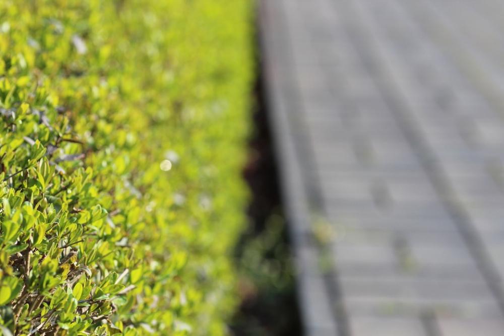 Hedge Away Target Green Leaves Hedge Away Target Green Leaves
