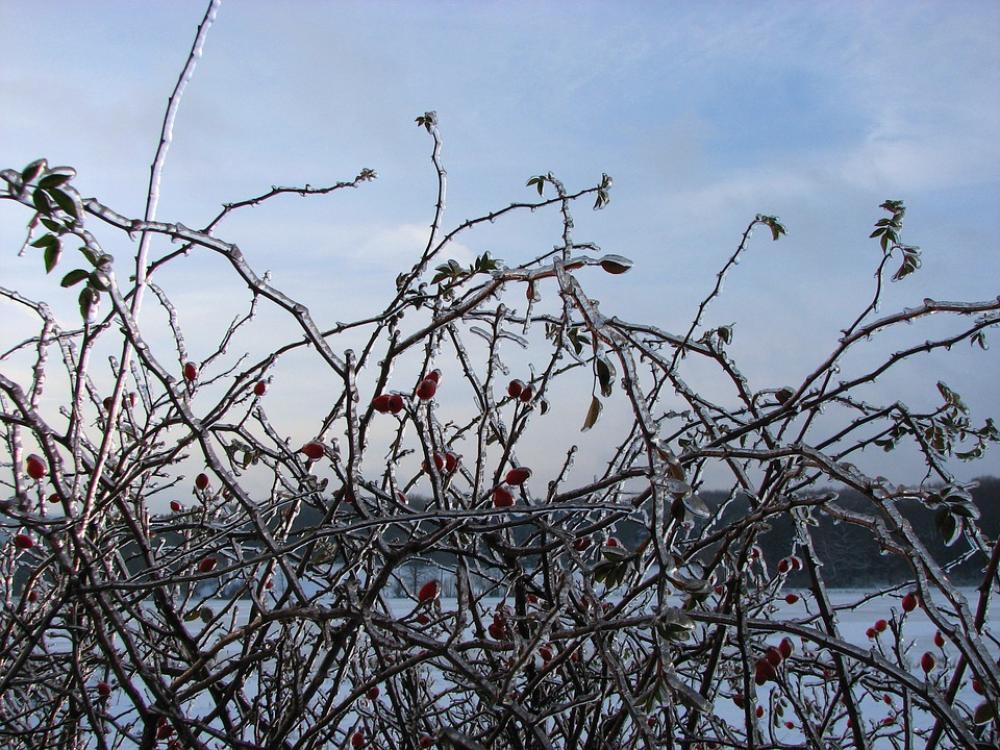 Hedge Rose Hip Ice Winter Frozen Hedge Rose Hip Ice Winter Frozen