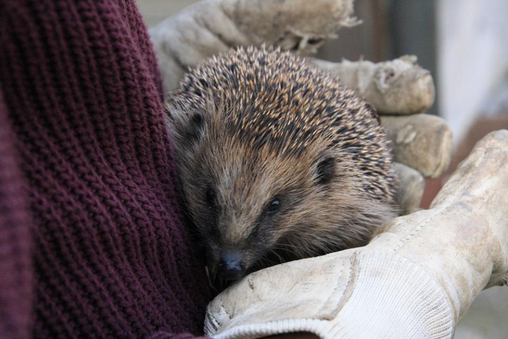 Hedgehog Spur Prickly Young Hedgehog Hedgehog Spur Prickly Young Hedgehog